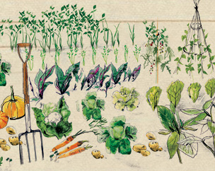 Choosing a site for growing veg