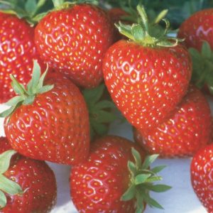 Honeoye Strawberry
