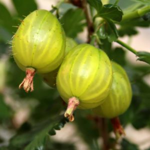 Invicta Gooseberry Bush