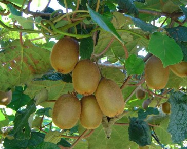 Kiwi Fruit