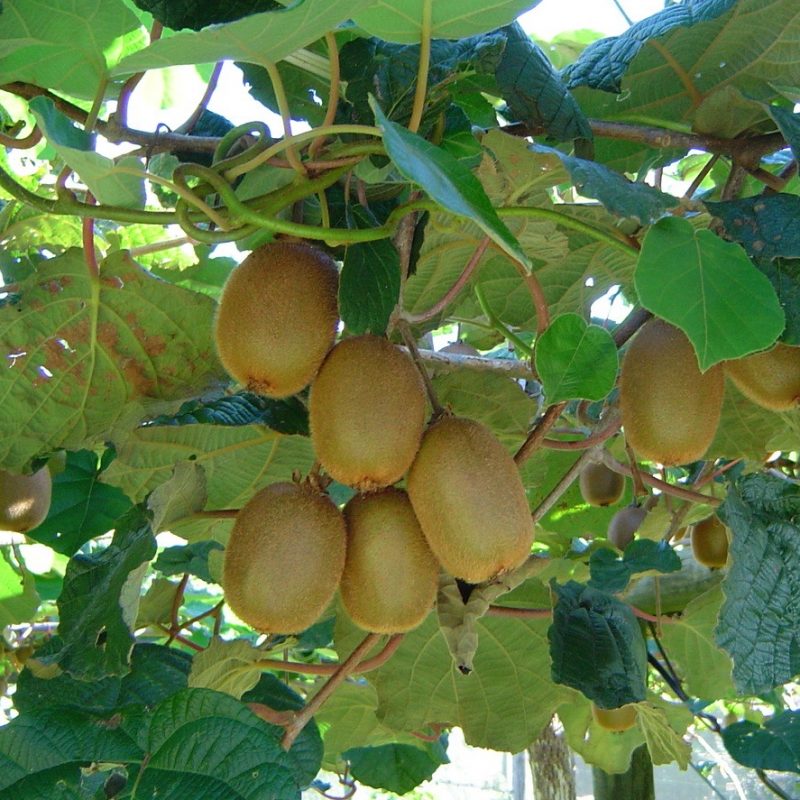 Kiwi Fruit