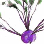 Kohl Rabi