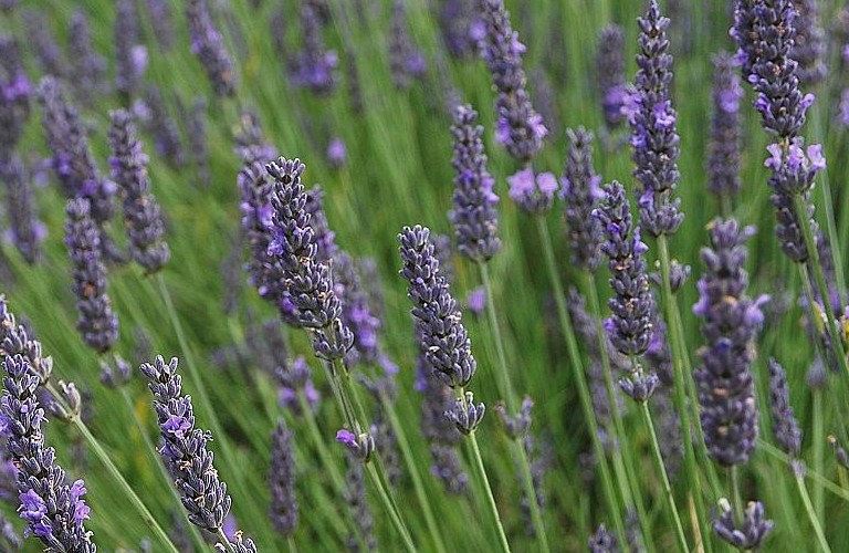 Lavender