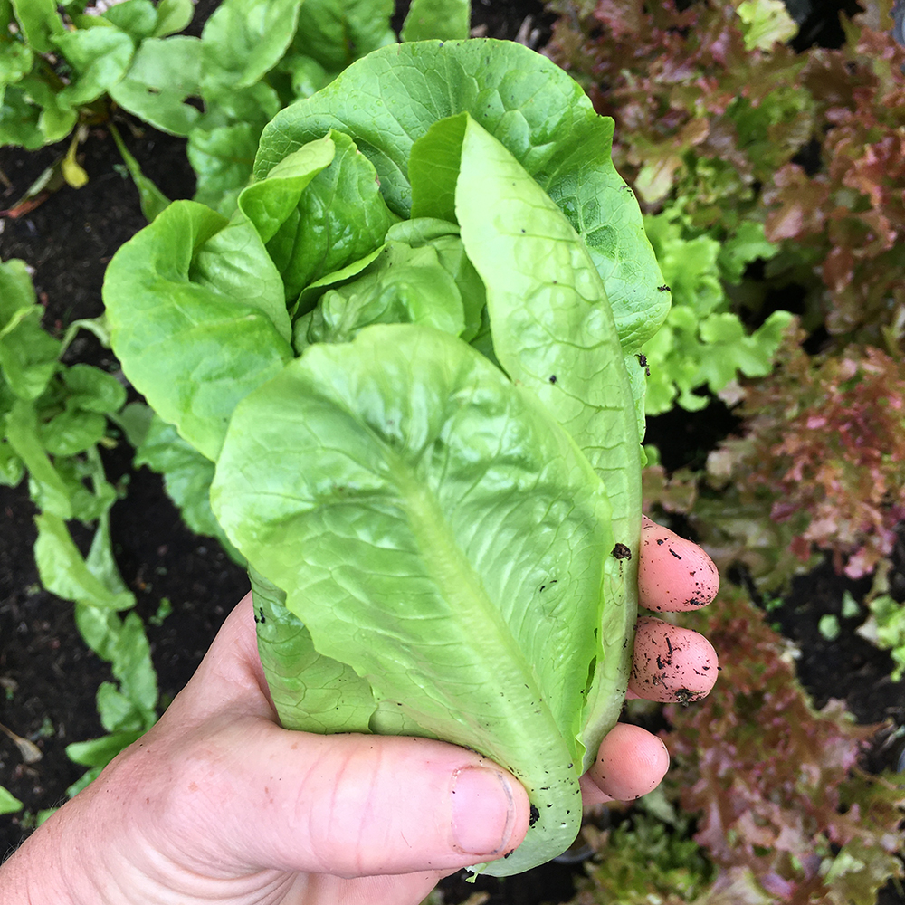 Lettuce, Little Gem