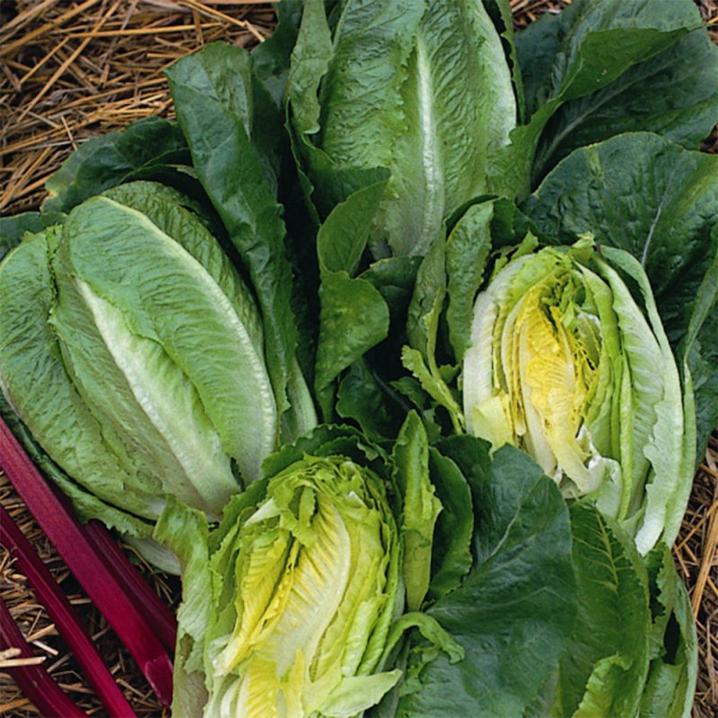 Little Gem Lettuce