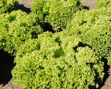 Lollo Biondi Lettuce