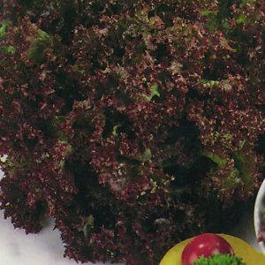 Lollo Rosso Lettuce