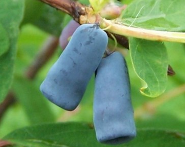 Lonicera Kamtschatica Honeyberry
