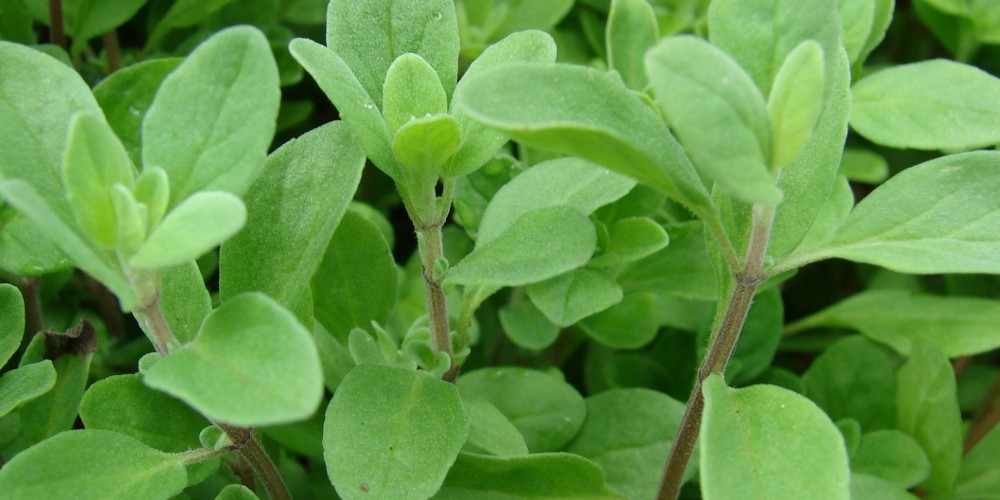 Marjoram