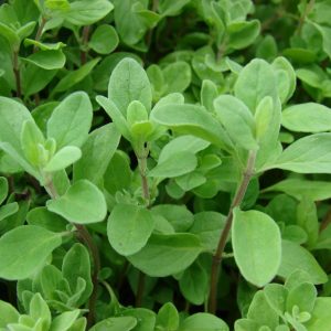 Marjoram