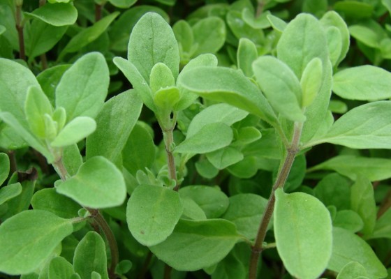 Marjoram