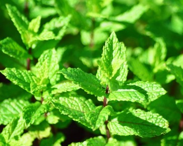 garden mint