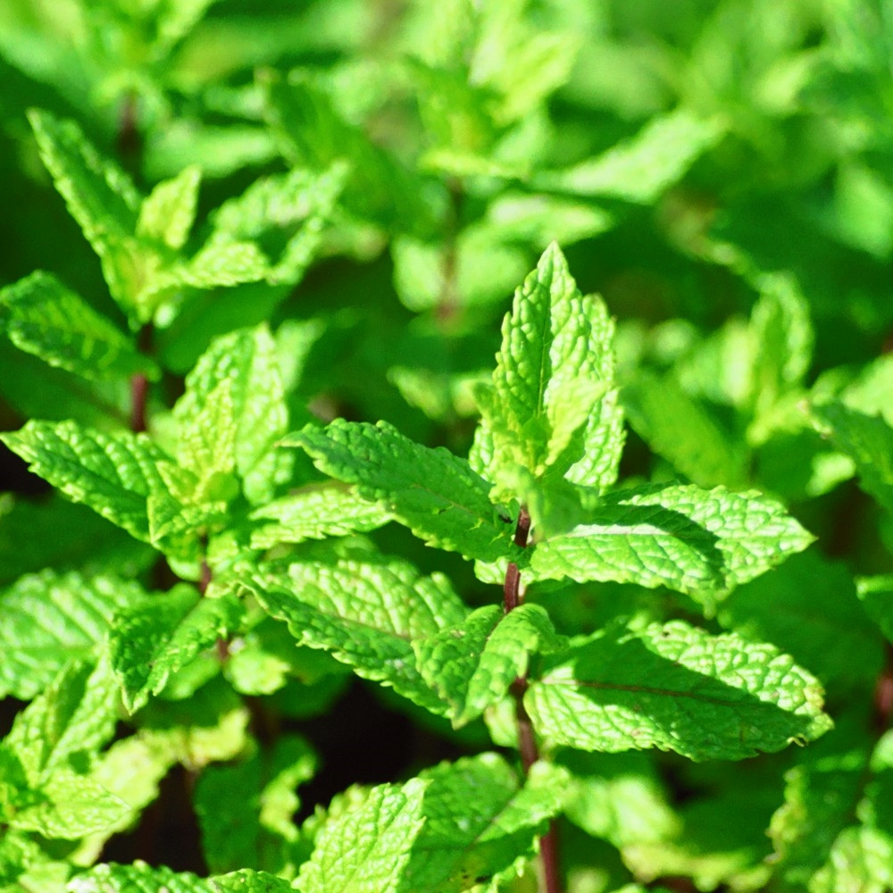 garden mint