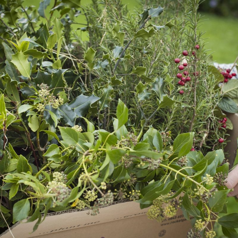 Natural Decorations Standard Box