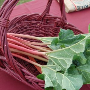 One Organic Rhubarb Crown