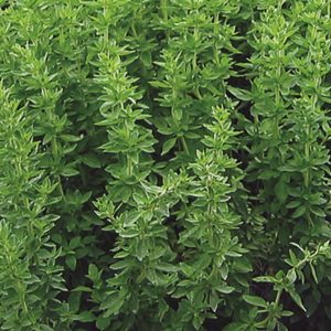 Oregano