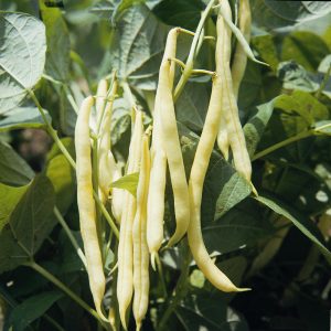 Orinoco Dwarf French Bean