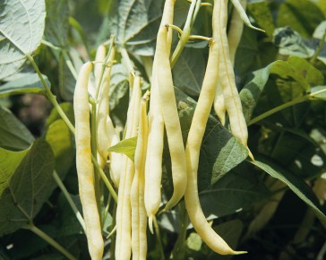 Orinoco Dwarf French Bean