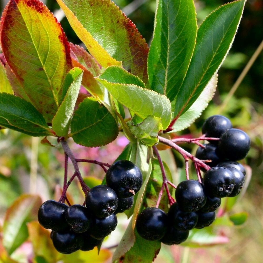 Purple Chokeberry Potted Rocket Gardens