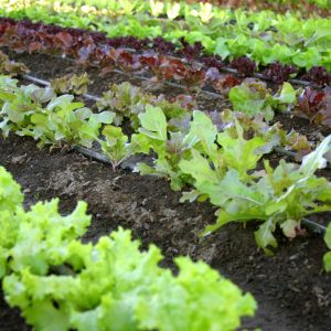 Quick Growing Salad Collection