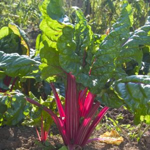 Rainbow Chard