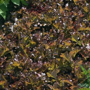 Red Salad Bowl Lettuce