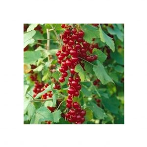 Redcurrant Bush