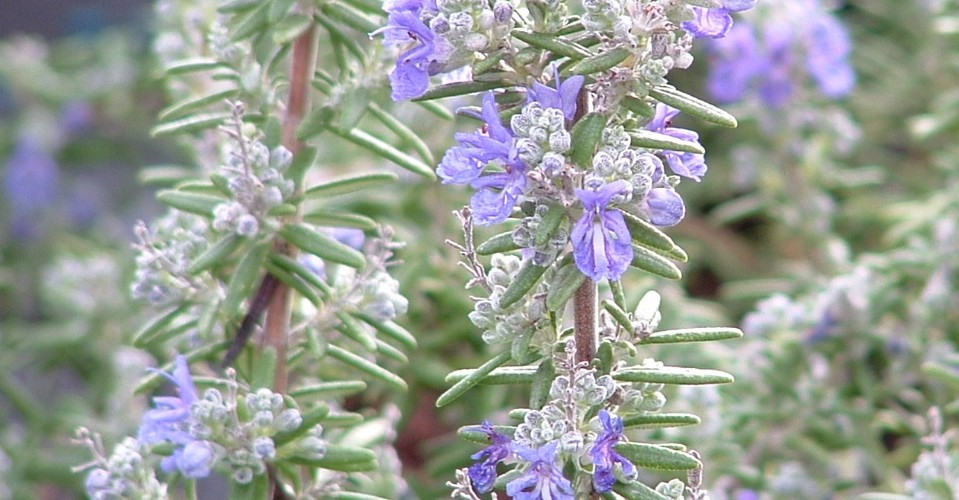 Rosemary