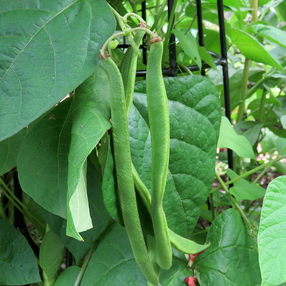 runner beans
