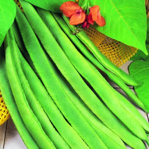 Runner Beans