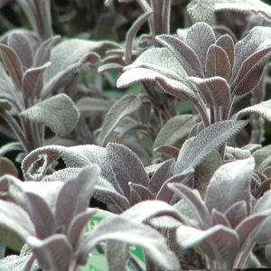 Sage