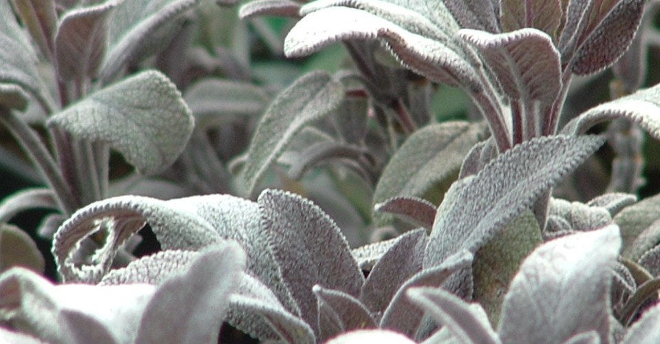 Sage