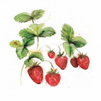 School Strawberry Selection