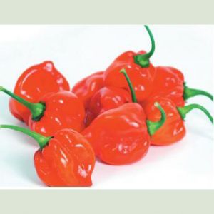 Scotch Bonnet Red Chilli Pepper