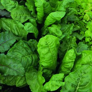 Spinach