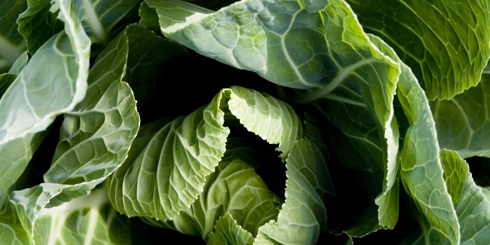Spring Green Cabbage