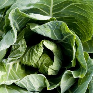 Spring Green Cabbage