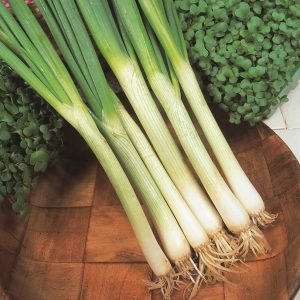 Spring Onions