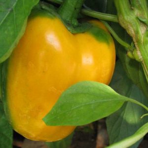 Sweet Pepper D'asti Giallo