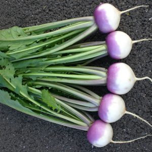 Sweetbell Turnip