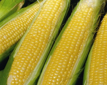 Sweetcorn