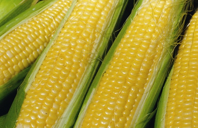 Sweetcorn