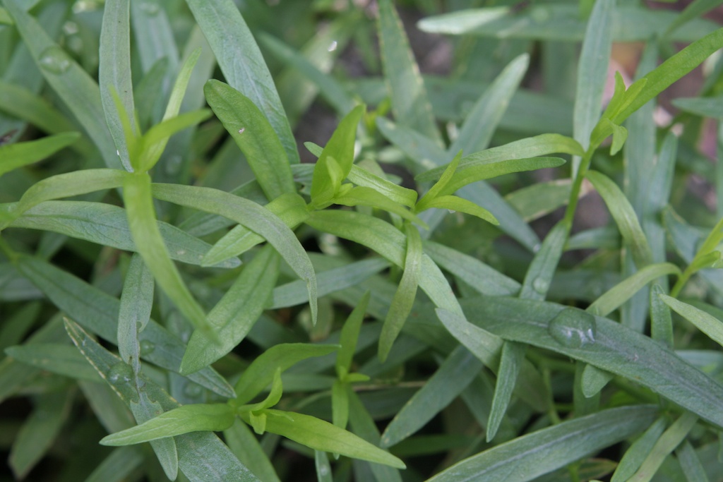 Tarragon