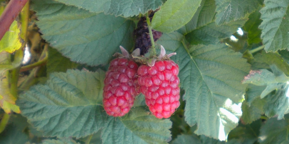 Tayberry Plant