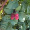 Tayberry Plant