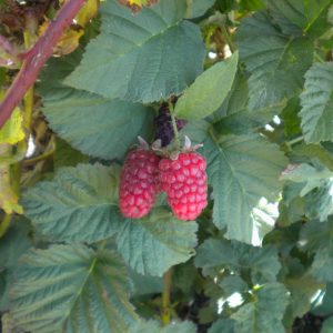 Tayberry Plant