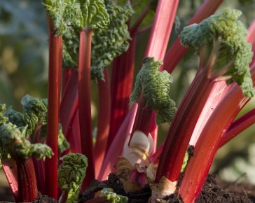 Three Organic Rhubarb Crowns