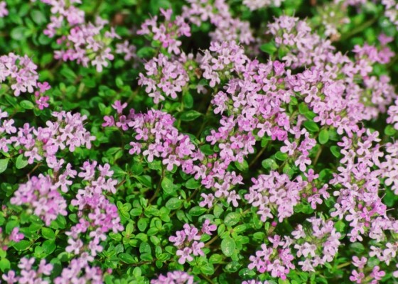 Thyme