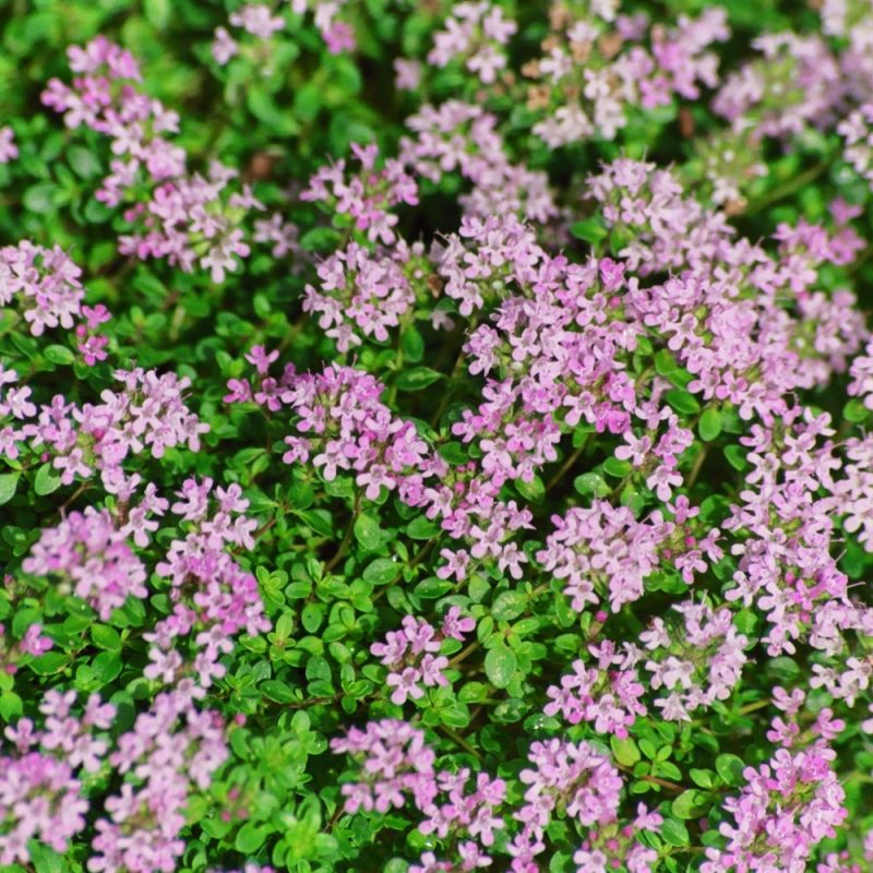 Thyme