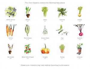 Urban Garden June Dispatch